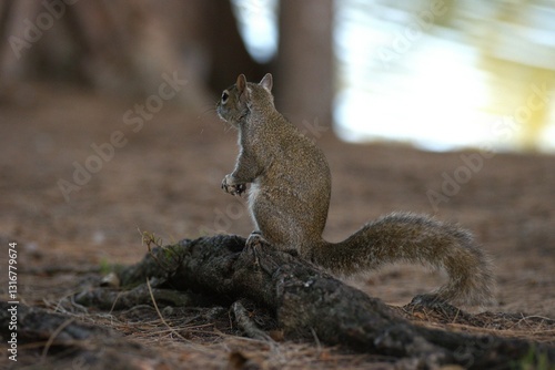 squirrel in the park