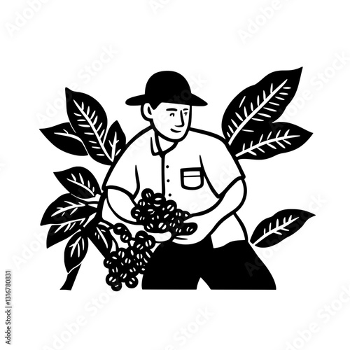 Harvesting ripe coffee cherries with care during bright sunny days in lush plantations