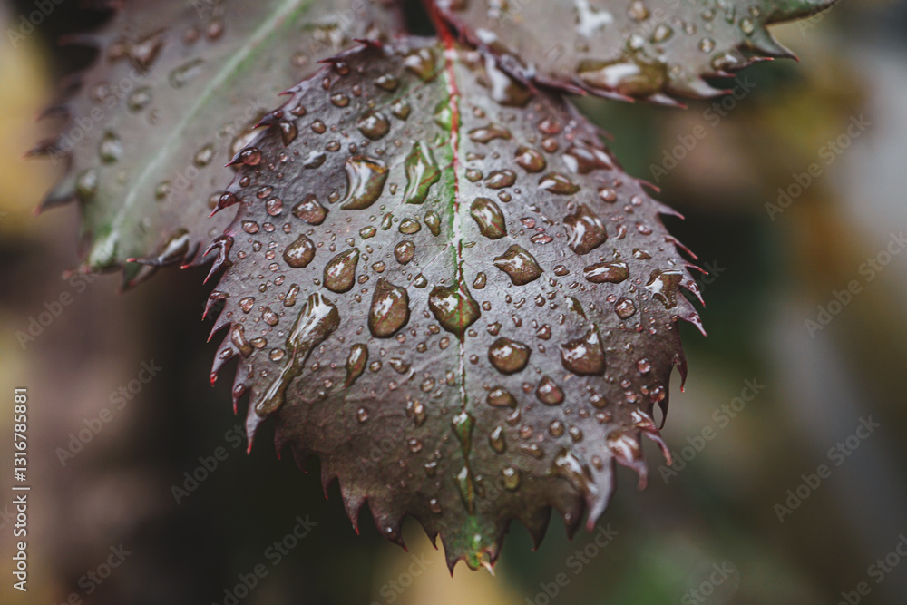 custom made wallpaper toronto digitalrose leaf with raindrops on rainy days in springtime