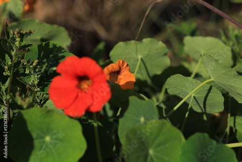 Wallpaper Mural red flower in the garden Torontodigital.ca