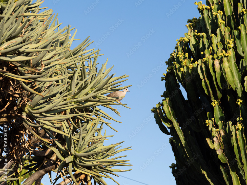 Bird perched among succulents and cacti under blue sky Bird perched among succulents and cacti under blue sky