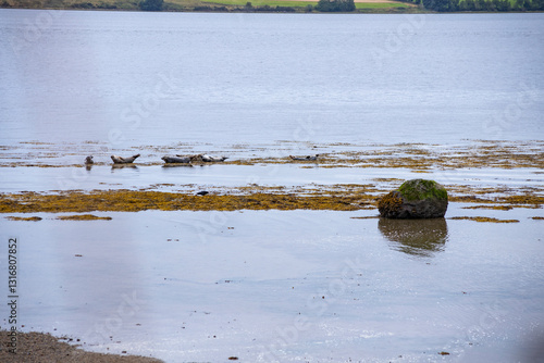 Along the rugged Scottish coast, a group of seals lounges peacefully on the sandy shore, basking in the crisp sea breeze. Their sleek bodies rest undisturbed, blending with the wild, untamed beauty