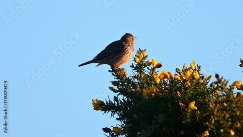 Woodlark on the heather branch with yellow flowers