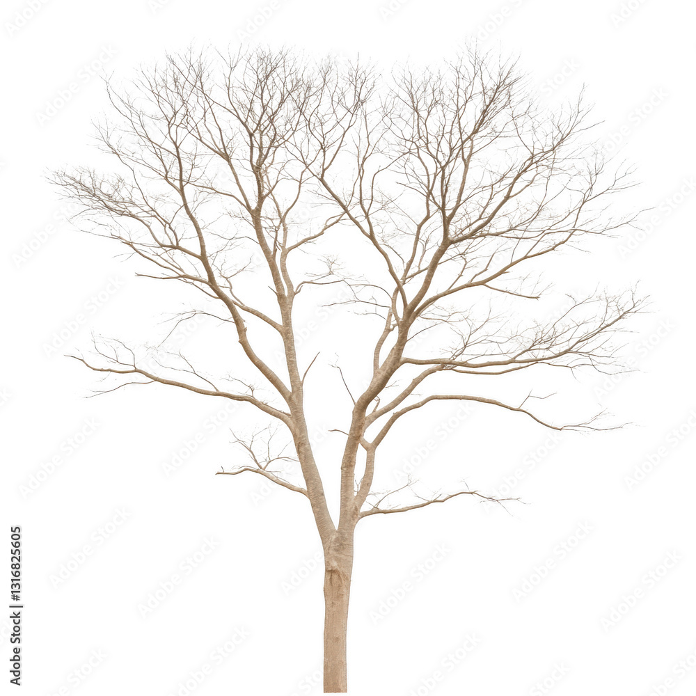 A tree with no leaves is depicted on a white background. The tree appears to be bare and lifeless, with no signs of growth or foliage. Concept of emptiness and desolation A tree with no leaves is depicted on a white background. The tree appears to be bare and lifeless, with no signs of growth or foliage. Concept of emptiness and desolation