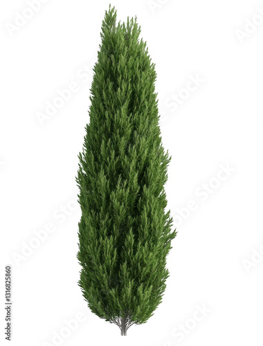 A tall green tree with no leaves. The tree is standing alone on a white background. The tree is very tall and has a very thin trunk