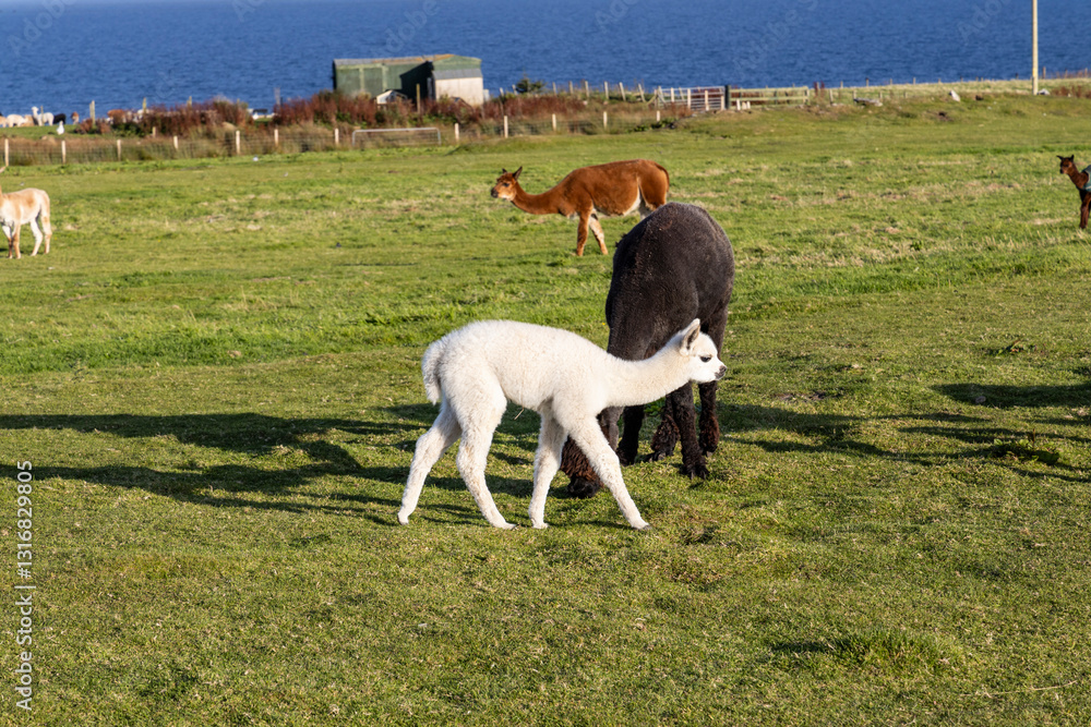 Obraz premium Luxury meets nature: high-quality alpaca wool from ethically raised red, white, and black alpacas in a pristine, green environment. A fusion of sustainable fashion, well-being, and premium craftsmansh