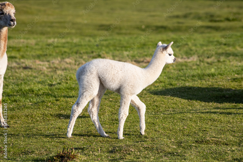 Luxury meets nature: high-quality alpaca wool from ethically raised red, white, and black alpacas in a pristine, green environment. A fusion of sustainable fashion, well-being, and premium craftsmansh Luxury meets nature: high-quality alpaca wool from ethically raised red, white, and black alpacas in a pristine, green environment. A fusion of sustainable fashion, well-being, and premium craftsmansh