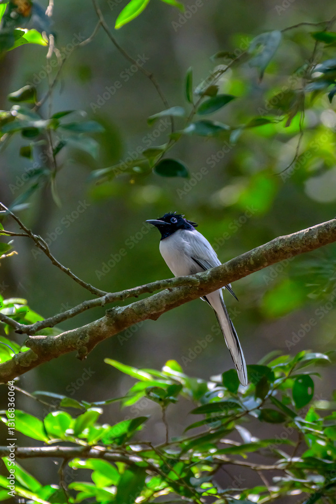 Fototapeta premium bird of beauty