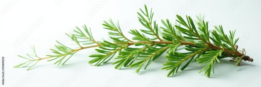 Fototapeta premium Freshly cut evergreen branch on a clean white surface, nature, white, branch