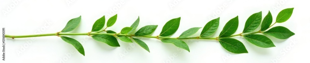 Green stem with leaves isolated on white background, foliage, leaves, plants Green stem with leaves isolated on white background, foliage, leaves, plants