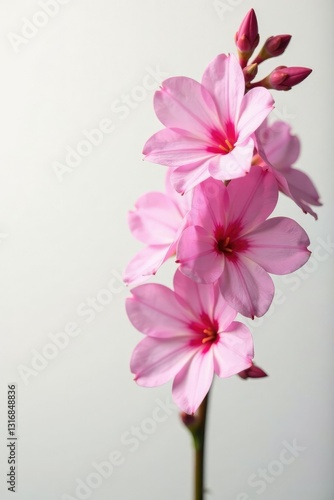 Pink Angelonia flowers against a soft white background,, delicate petals, pink angelonia