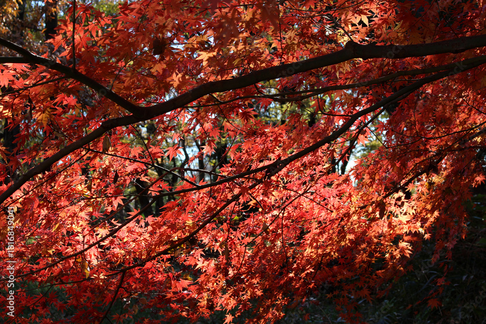 Beautiful red and orange leaves of Acer Palmatum, Japanese Maple tree backlit by the autumn sunlight. Tree branches with bright foliage in fall forest background. Beautiful red and orange leaves of Acer Palmatum, Japanese Maple tree backlit by the autumn sunlight. Tree branches with bright foliage in fall forest background.