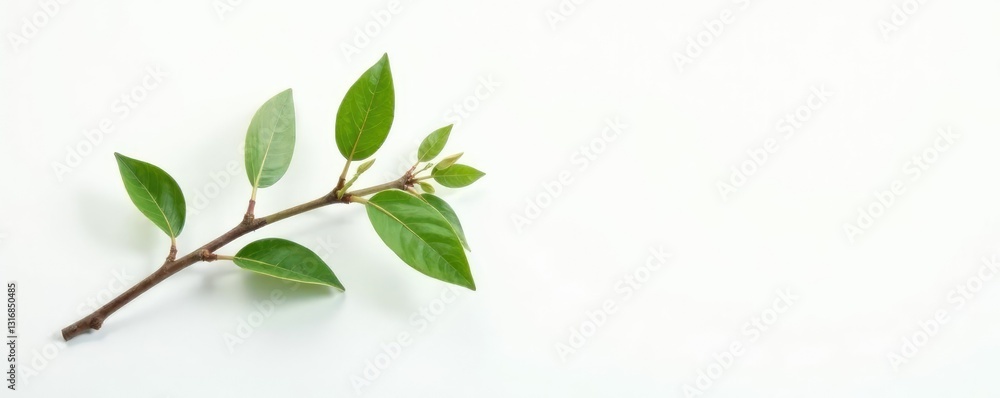 Single branch with delicate leaves on white background, nature, texture Single branch with delicate leaves on white background, nature, texture