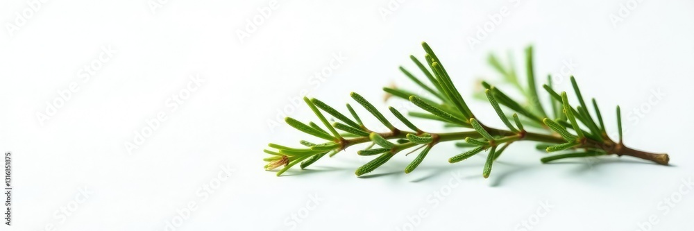 Fototapeta premium Single fir branch cut off at the top on a white surface, sprig, nature, white