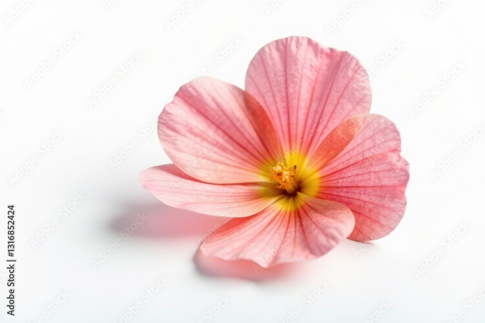 Fototapeta premium Single flower petal isolated on white background, single, solo
