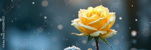 Wallpaper Mural Snowflakes gently fall on a frozen yellow rose in the morning dew, serene, snowfall, fragile Torontodigital.ca