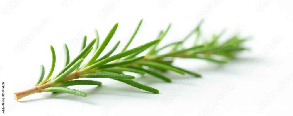 Fototapeta premium Sprig of fresh rosemary against a pure white background, leafy, rosemary