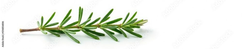 Sprig of rosemary isolated on white background, white, plant Sprig of rosemary isolated on white background, white, plant