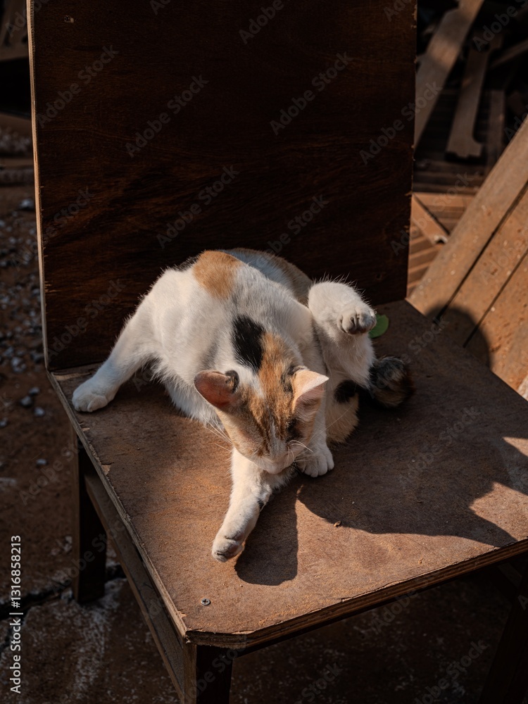 Cute and Fluffy Domestic Dog Resting Peacefully on Wooden Floor Inside a Cozy Home Environment. The Playful Canine Pet is Enjoying a Moment of Relaxation and Comfort.