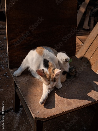 Obraz na płótnie Cute and Fluffy Domestic Dog Resting Peacefully on Wooden Floor Inside a Cozy Home Environment. The Playful Canine Pet is Enjoying a Moment of Relaxation and Comfort. w salonie