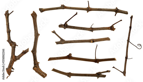 Set of pruned vine shoots. Vine shoots cut and isolated. Pruning branches.