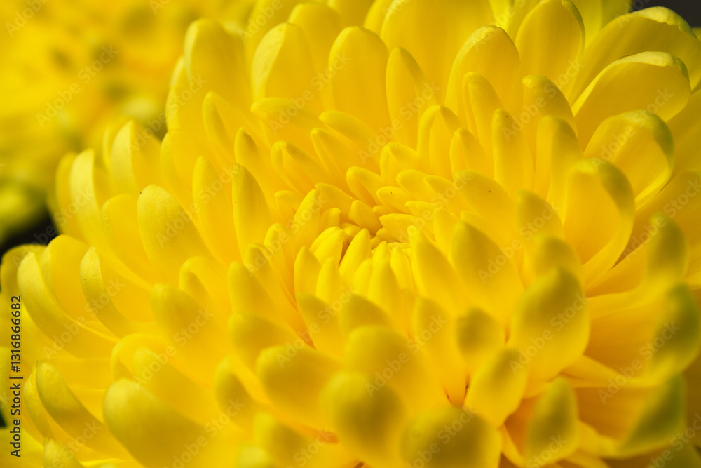 Yellow chrysanthemums close-up. Spring flowers. flower pot Yellow chrysanthemums close-up. Spring flowers. flower pot