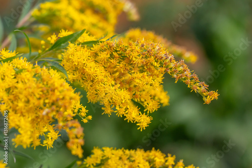 фотографія Bright goldenrod flowers bloom in a vibrant yellow hue, standing out against a lush green background