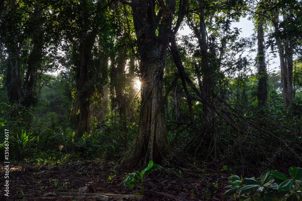 Fototapeta premium Sunlight Filtering Through the Rainforest Near Puerto Viejo de Talamanca, Costa Rica