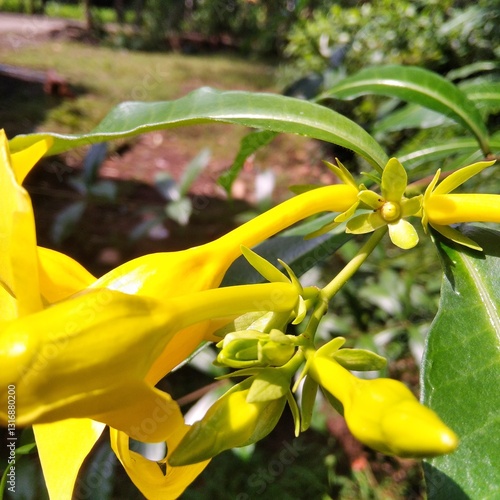 yellow orchid flower