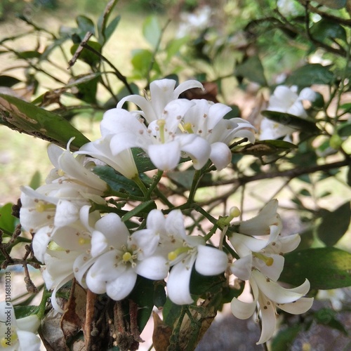 white flowers of apple