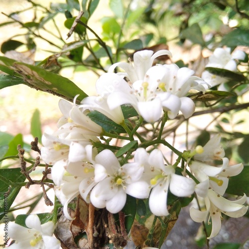 white tree flowers