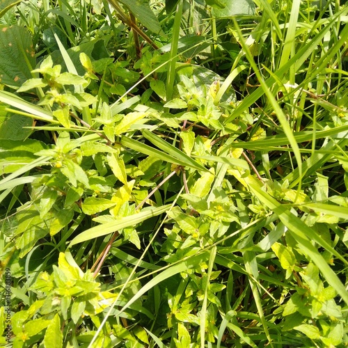 little yellow flower at green grass background 