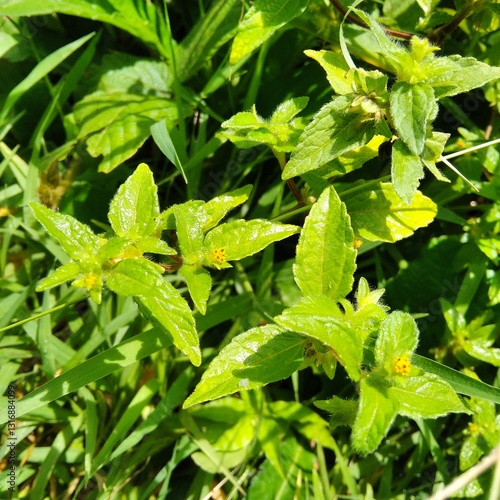 close up of mini sun flowers plant