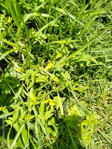 fresh green grass