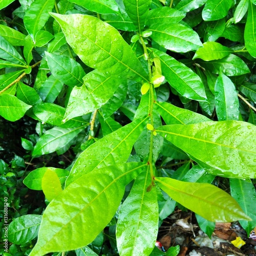 green leaves in the garden