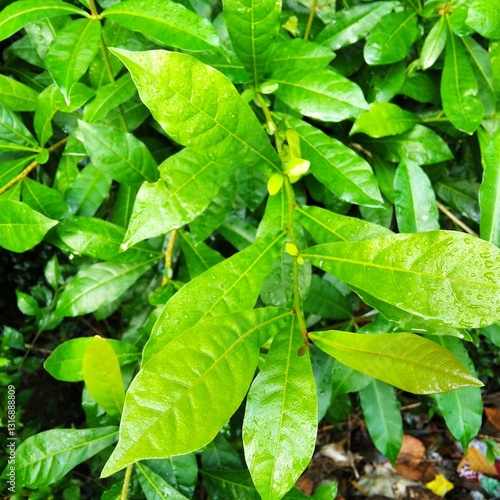 green leaves of a plant