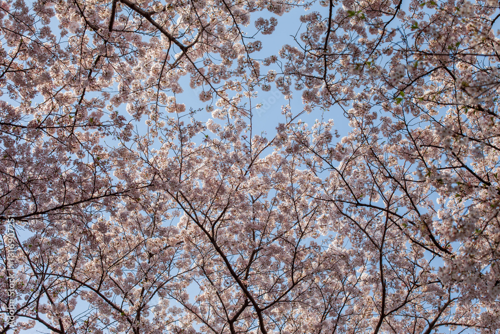Full bloom cherry blossoms Full bloom cherry blossoms