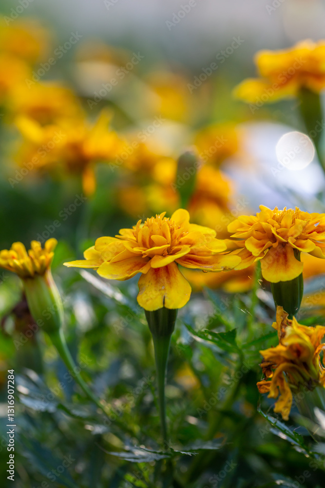 Yellow marigolds flowers on a green background on a summer sunny day macro photography. Blooming tagetes flower with yellow petals in summer, close-up photo. Yellow marigolds flowers on a green background on a summer sunny day macro photography. Blooming tagetes flower with yellow petals in summer, close-up photo.