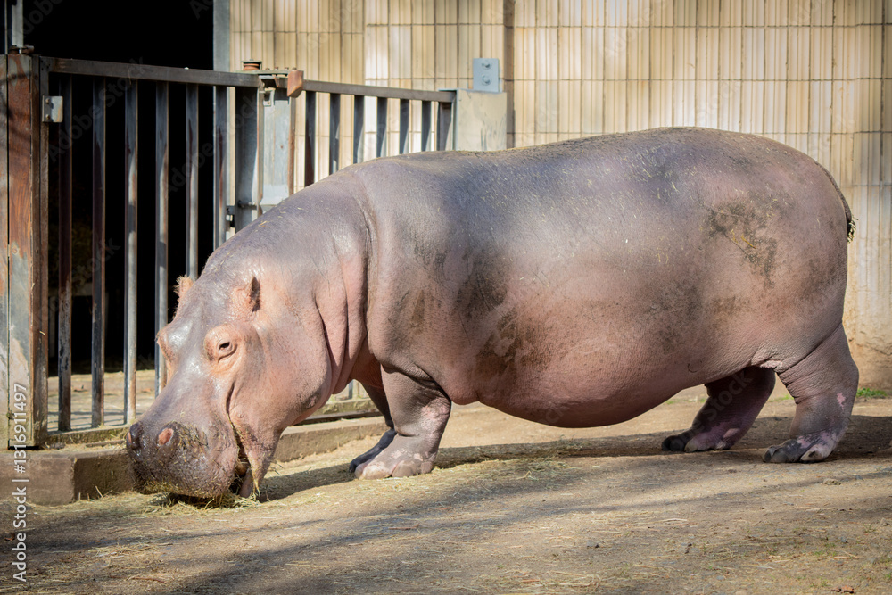 Isolated Hippopotamus Grazing Peacefully in Captive Enclosure Under Sunlight Isolated Hippopotamus Grazing Peacefully in Captive Enclosure Under Sunlight
