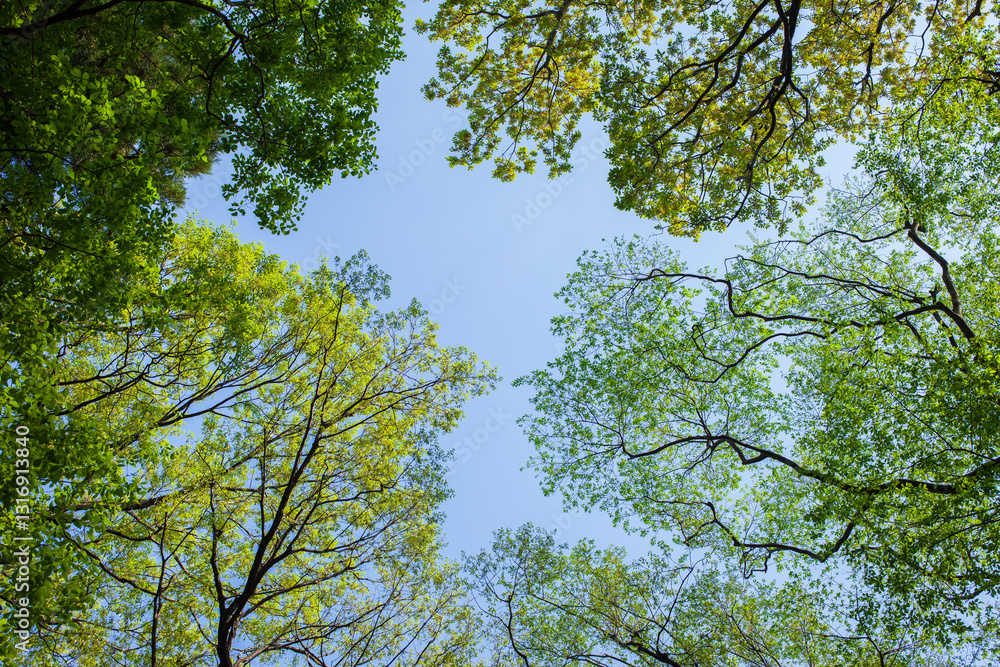 Fototapeta premium green leaves and sky