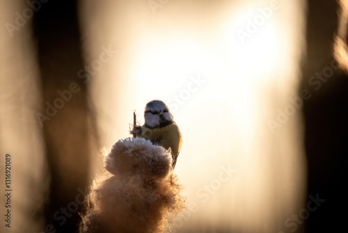 Fototapeta Naklejka Na Ścianę i Meble -  Modraszka pod słońce 