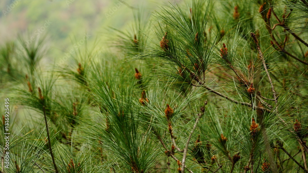 natural flower background sunny day