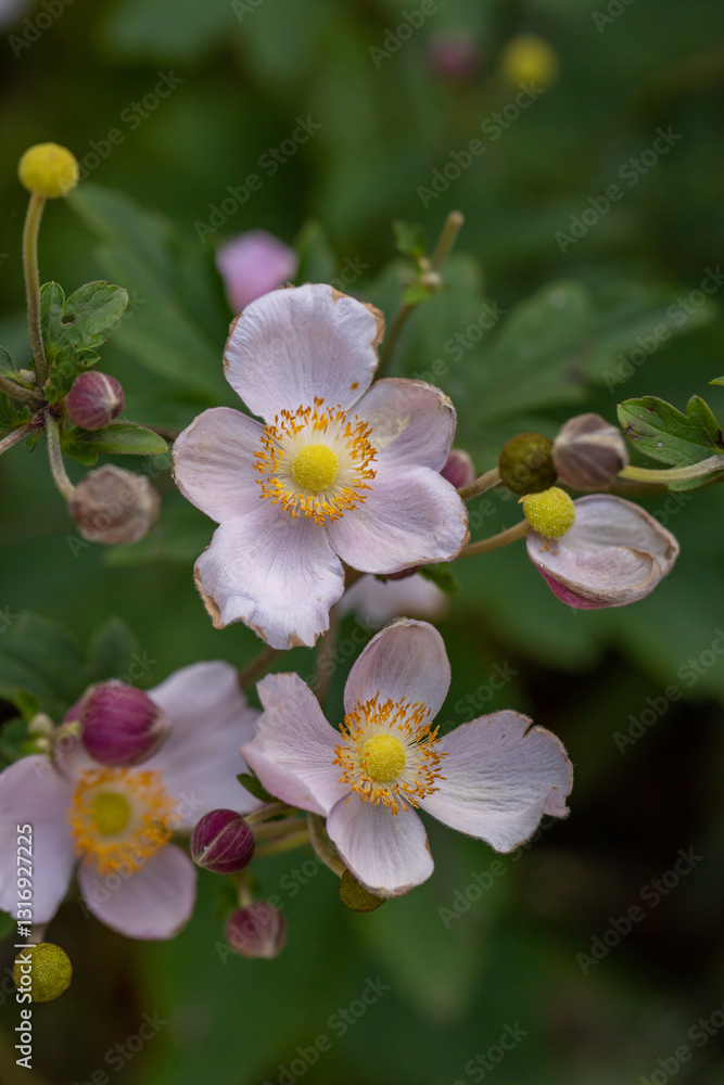 Obraz premium Blossom pale pink anemone flower macro photography in summer day. Windflower with light pink petals on green background close-up photo in summertime. 