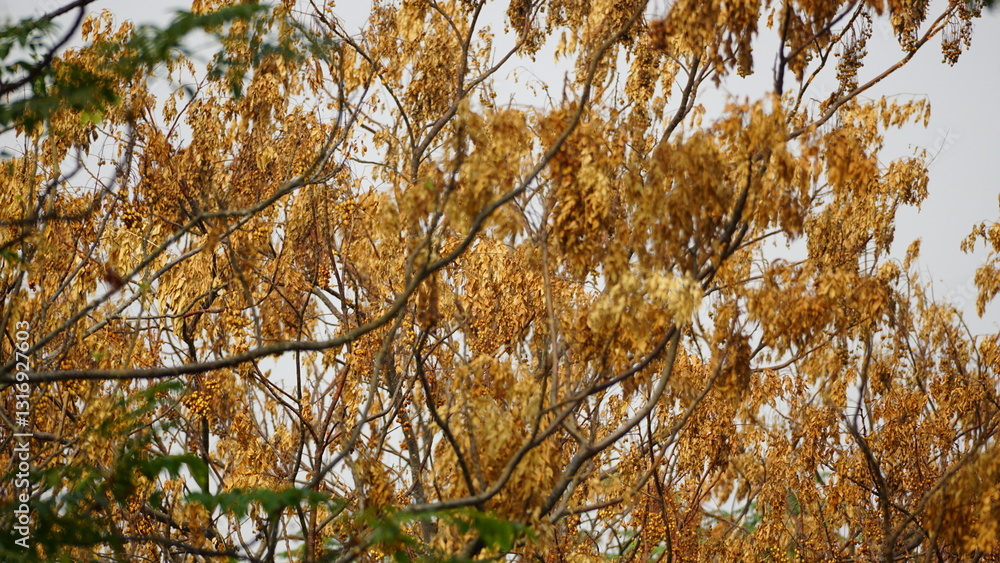 Fototapeta premium natural flower background sunny day