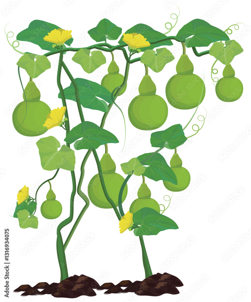 isolated calabash plant on white background vector design