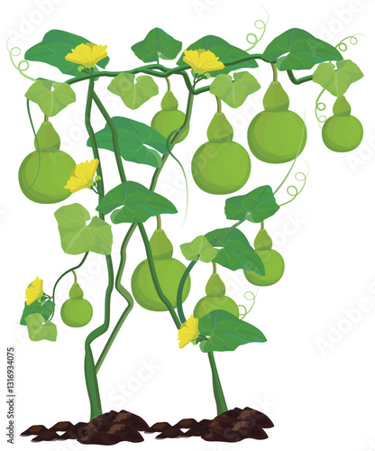 Obraz na płótnie isolated calabash plant on white background vector design w salonie