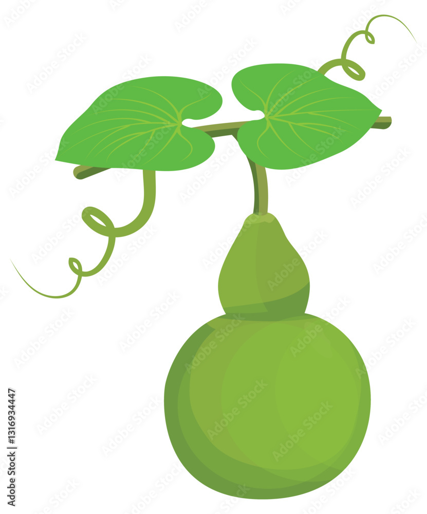 isolated calabash plant on white background vector design
