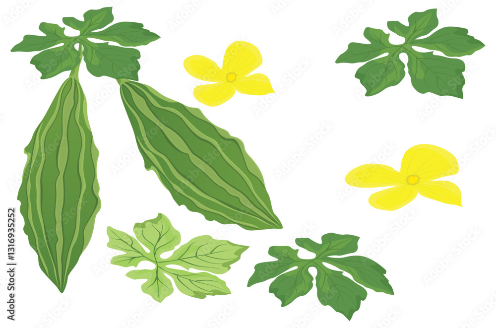 isolated Bitter melon on white background vector design