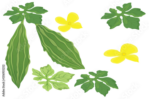 Obraz na płótnie isolated Bitter melon on white background vector design w salonie