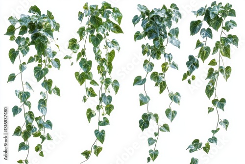 Wallpaper Mural Cascading variegated ivy foliage on a pristine white background creating a vibrant botanical composition for design and decoration with a clean aesthetic Torontodigital.ca
